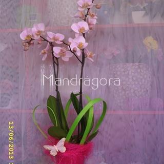 Orquidea phalaenopsis con maceta - Imagen 1
